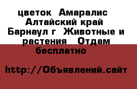 цветок  Амаралис - Алтайский край, Барнаул г. Животные и растения » Отдам бесплатно   